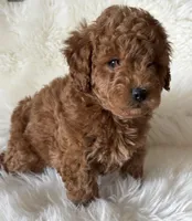 Scarlett’s M28, a male Miniature Goldendoodle for sale in West Point, IA – Photo 1 of 5