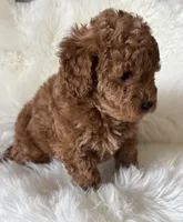 Scarlett’s M28, a male Miniature Goldendoodle for sale in West Point, IA – Photo 2 of 5