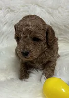 Scarlett’s curly Teddy, a male Miniature Goldendoodle for sale in West Point, IA – Photo 1 of 6