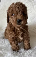 Scarlett’s M28, a male Miniature Goldendoodle for sale in West Point, IA – Photo 5 of 5