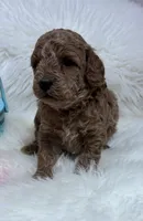 Scarlett’s curly Teddy, a male Miniature Goldendoodle for sale in West Point, IA – Photo 5 of 6