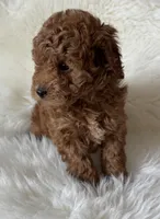 Scarlett’s M28, a male Miniature Goldendoodle for sale in West Point, IA – Photo 4 of 5