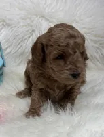 Scarlett’s curly Teddy, a male Miniature Goldendoodle for sale in West Point, IA – Photo 4 of 6