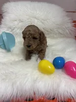 Scarlett’s curly Teddy, a male Miniature Goldendoodle for sale in West Point, IA – Photo 6 of 6