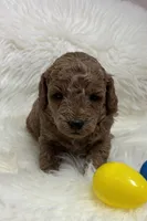 Scarlett’s curly Teddy, a male Miniature Goldendoodle for sale in West Point, IA – Photo 3 of 6