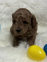 Scarlett’s curly Teddy, a male Miniature Goldendoodle for sale in West Point, IA – Photo 2 of 6