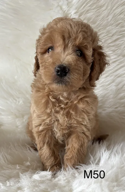 Elle’s M50 – Miniature Goldendoodle puppy for sale in West Point, IA