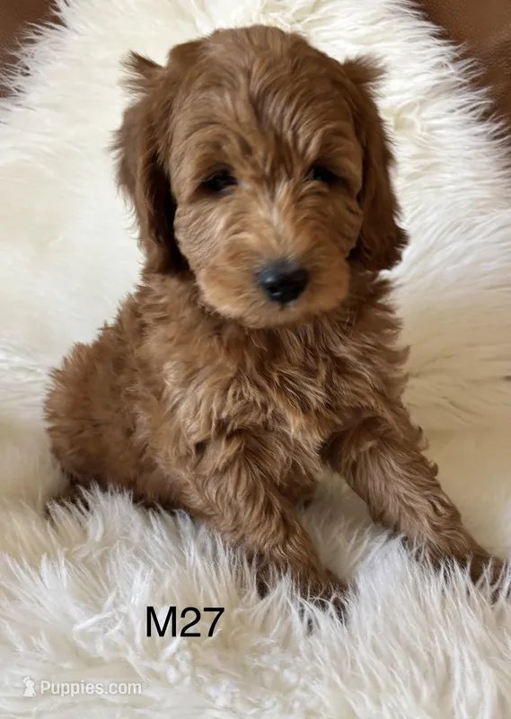 Scarlett’s M27 – Miniature Goldendoodle puppy for sale in West Point, IA