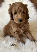 Scarlett’s M27, a male Miniature Goldendoodle for sale in West Point, IA – Photo 1 of 5