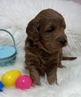Scarlett’s Tuffy, a male Miniature Goldendoodle for sale in West Point, IA – Photo 3 of 3
