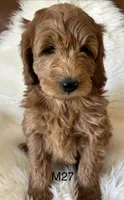 Scarlett’s M27, a male Miniature Goldendoodle for sale in West Point, IA – Photo 5 of 5