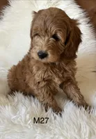 Scarlett’s M27, a male Miniature Goldendoodle for sale in West Point, IA – Photo 3 of 5