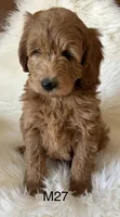 Scarlett’s M27, a male Miniature Goldendoodle for sale in West Point, IA – Photo 2 of 5