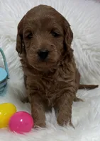 Scarlett’s Tuffy, a male Miniature Goldendoodle for sale in West Point, IA – Photo 1 of 3