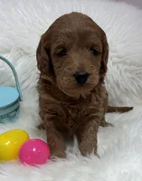 Scarlett’s Tuffy, a male Miniature Goldendoodle for sale in West Point, IA – Photo 2 of 3