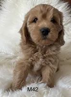 Cooper, a male Miniature Goldendoodle for sale in West Point, IA – 3 of 10