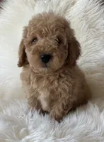 Charlie , a male Miniature Goldendoodle for sale in West Point, IA – 3 of 4