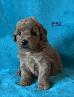 Elle’s F52, a female Miniature Goldendoodle for sale in West Point, IA – 5 of 5