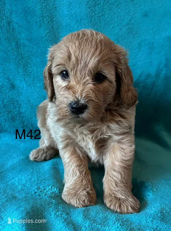 Elle’s M42 – Miniature Goldendoodle puppy for sale in West Point, IA