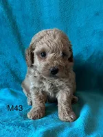 Elle’s M43, a male Miniature Goldendoodle for sale in West Point, IA – 3 of 6