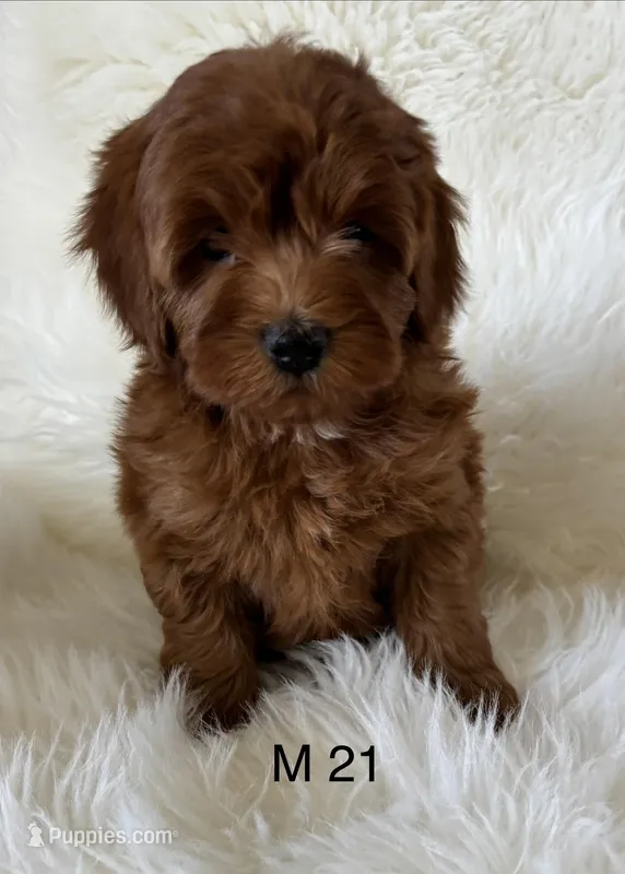 Ruby’s M21 – Miniature Goldendoodle puppy for sale in West Point, IA