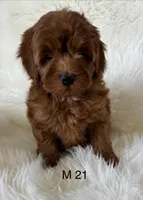Ruby’s M21, a male Miniature Goldendoodle for sale in West Point, IA – Photo 1 of 5