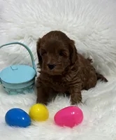 Ruby’s Little Red, a male Miniature Goldendoodle for sale in West Point, IA – Photo 3 of 5