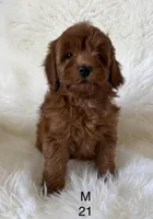 Ruby’s M21, a male Miniature Goldendoodle for sale in West Point, IA – Photo 3 of 5