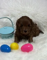 Ruby’s Little Red, a male Miniature Goldendoodle for sale in West Point, IA – Photo 2 of 5