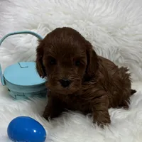 Ruby’s M21, a male Miniature Goldendoodle for sale in West Point, IA – Photo 5 of 5