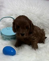 Ruby’s Little Red, a male Miniature Goldendoodle for sale in West Point, IA – Photo 5 of 5