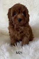 Ruby’s M21, a male Miniature Goldendoodle for sale in West Point, IA – Photo 4 of 5