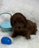 Ruby’s Little Red, a male Miniature Goldendoodle for sale in West Point, IA – Photo 4 of 5
