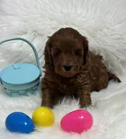 Ruby’s Little Red, a male Miniature Goldendoodle for sale in West Point, IA – Photo 1 of 5