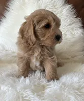 Cooper, a male Miniature Goldendoodle for sale in West Point, IA – 8 of 10