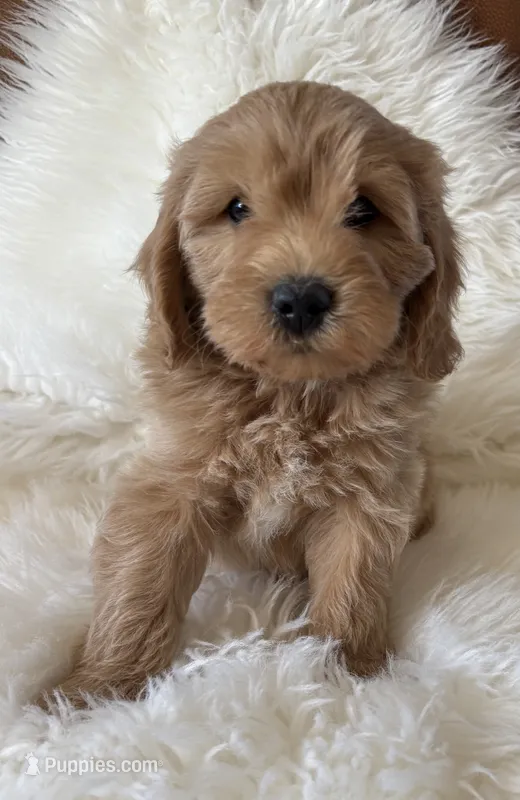 Elle’s M42 – Miniature Goldendoodle puppy for sale in West Point, IA
