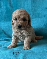 Elle’s F57, a female Miniature Goldendoodle for sale in West Point, IA – 4 of 5