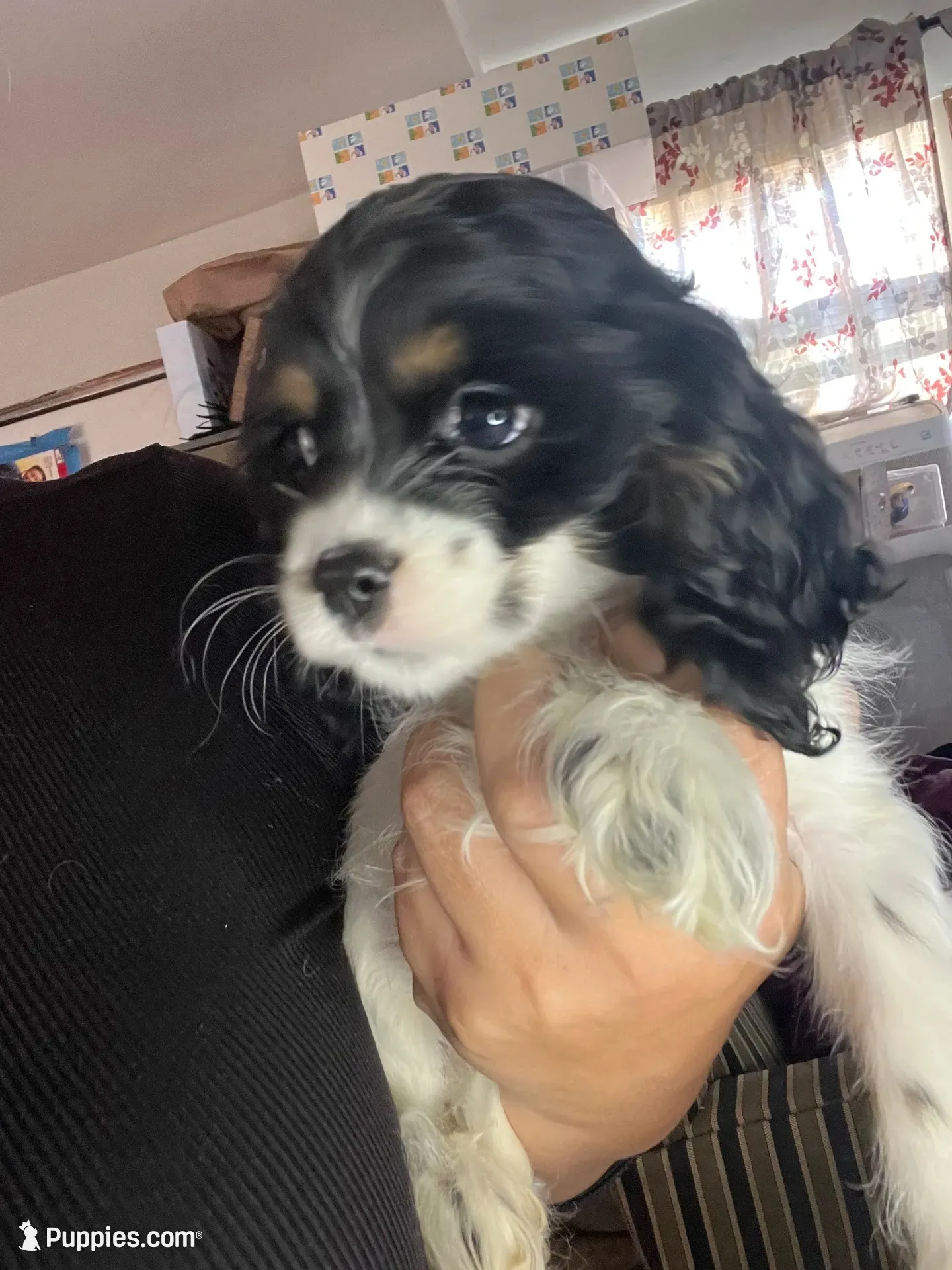 Trixie AKC, a female Cocker Spaniel for sale in Chula Vista, CA – 1 of 2