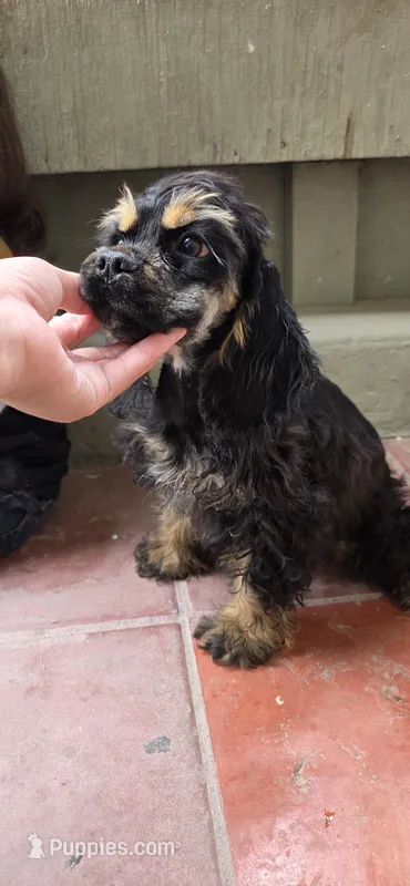 Rottie – Cocker Spaniel puppy for sale in Chula Vista, CA