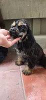Rottie, a male Cocker Spaniel for sale in Chula Vista, CA – 1 of 7
