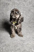 Lily, a female Cocker Spaniel for sale in Chula Vista, CA – Photo 1 of 7