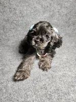 Lily, a female Cocker Spaniel for sale in Chula Vista, CA – Photo 7 of 7