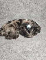 Lily, a female Cocker Spaniel for sale in Chula Vista, CA – Photo 3 of 7