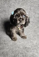 Lily, a female Cocker Spaniel for sale in Chula Vista, CA – Photo 6 of 7