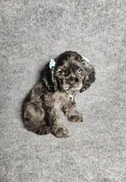 Lily, a female Cocker Spaniel for sale in Chula Vista, CA – Photo 2 of 7