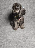 Lily, a female Cocker Spaniel for sale in Chula Vista, CA – Photo 4 of 7