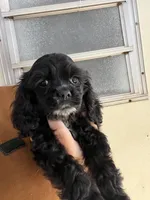 Dixie AKC , a female Cocker Spaniel for sale in Chula Vista, CA – 2 of 2