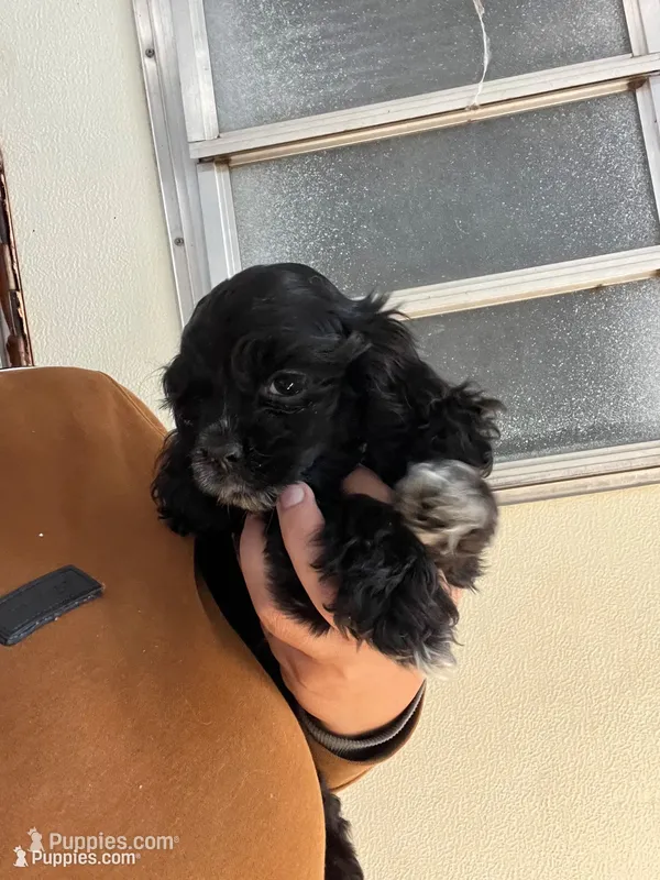 Dixie AKC , a female Cocker Spaniel for sale in Chula Vista, CA – 1 of 2