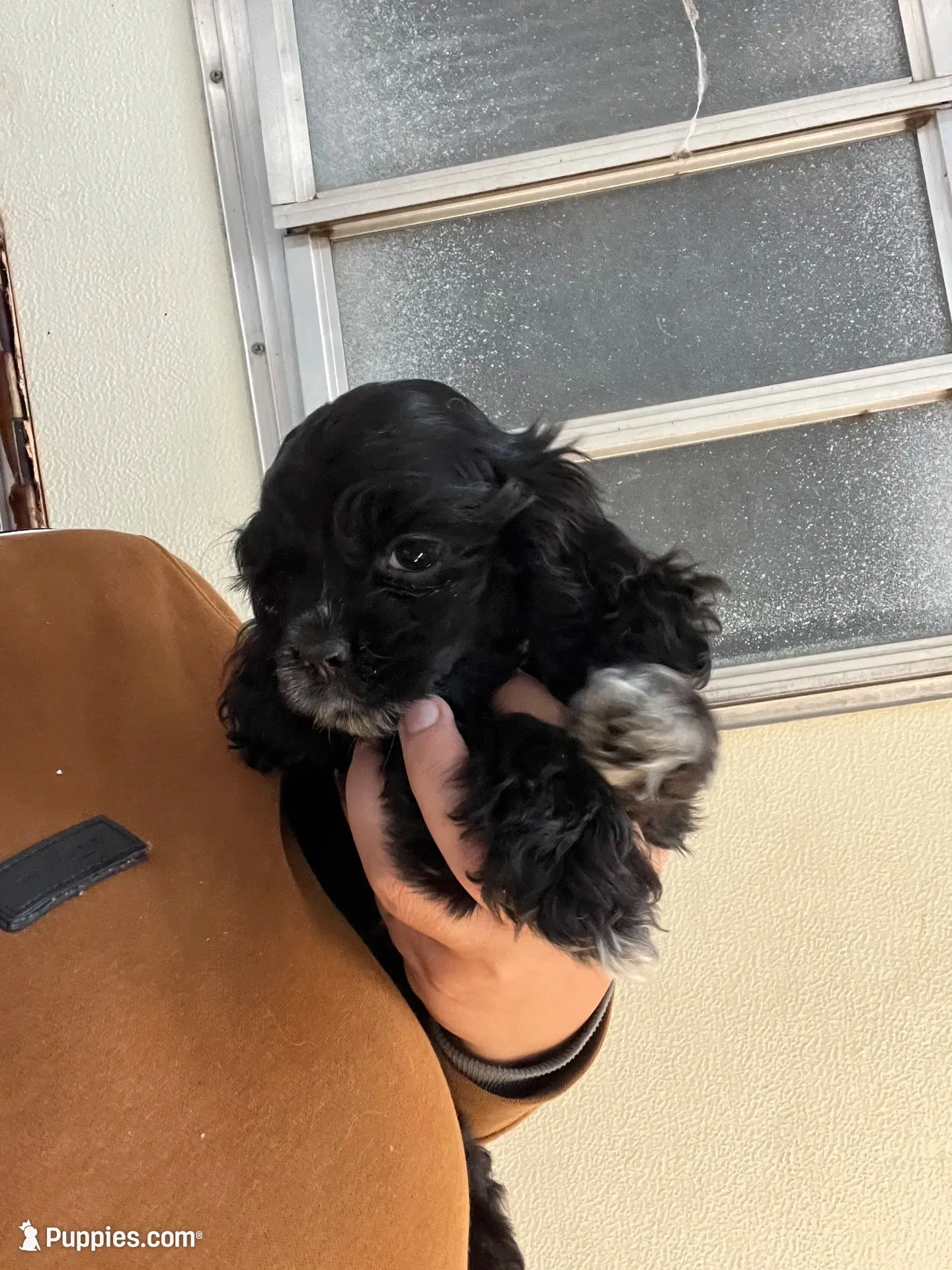 Dixie AKC , a female Cocker Spaniel for sale in Chula Vista, CA – 1 of 2