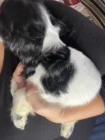 Trixie AKC, a female Cocker Spaniel for sale in Chula Vista, CA – 2 of 2